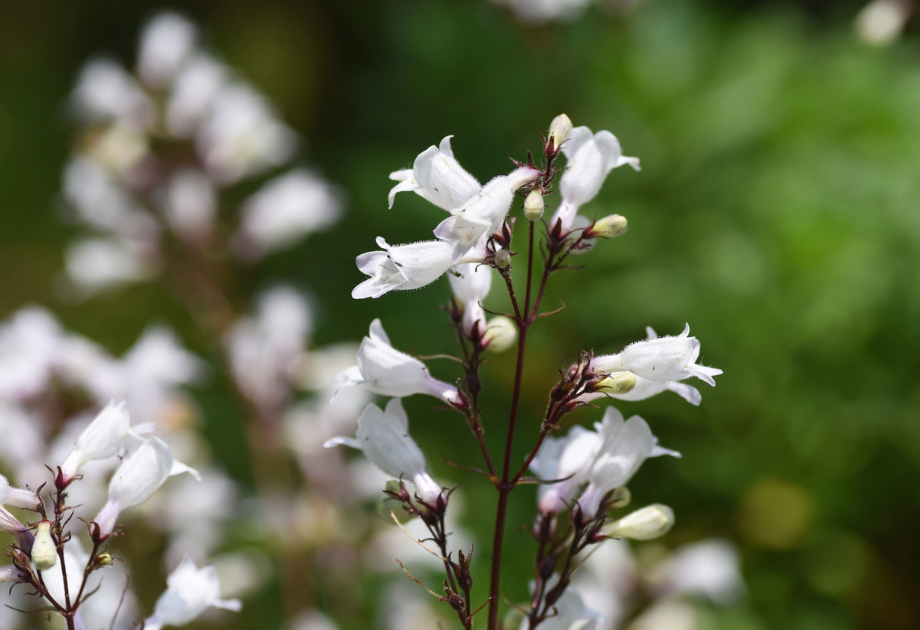 Foxglove Beardtongue